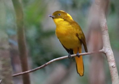 Birdwatching Tropical Australia | Bird Trails Tropical North Queensland