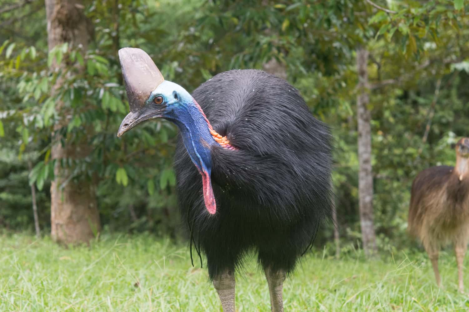 Cassowary Tours | Bird Trails Tropical North Queensland