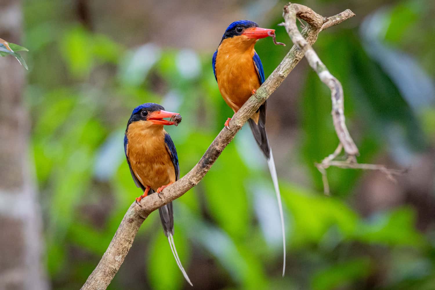 Birds | Bird Trails Tropical North Queensland