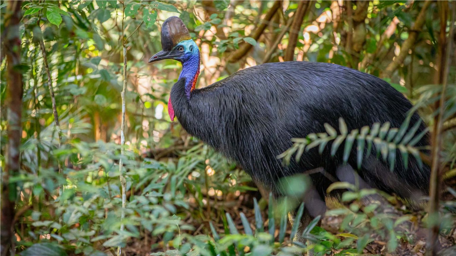 Bird Trails Tropical North Queensland | All the best birding sites ...